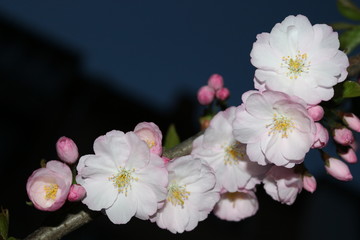 Blossoming  pink sakura