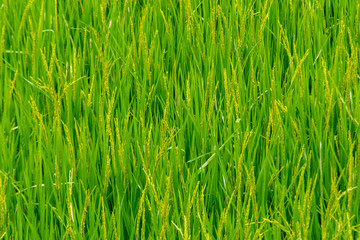Fototapeta na wymiar Green rice paddy fields, and is soon up to the seed harvest.