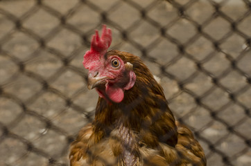 hen behind the fence looks at the camera