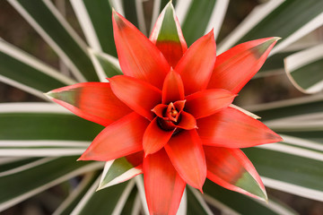 Brasilian Bromeliad