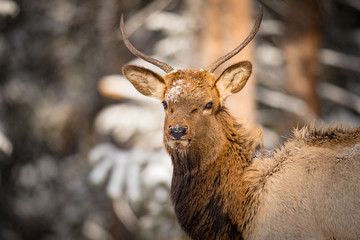 Wild Elk