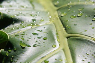 Macro Closeup of Elephant Leaf Adorned with Water Droplets