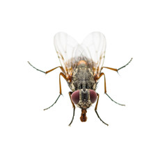 Ugly Diptera Fly Insect Isolated on White Background