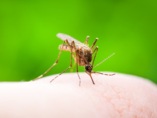 Yellow Fever, Malaria or Zika Virus Infected Mosquito Insect Macro on Green Background