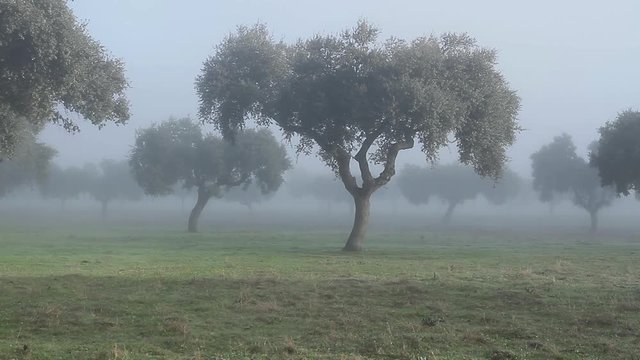 mists in the pasture