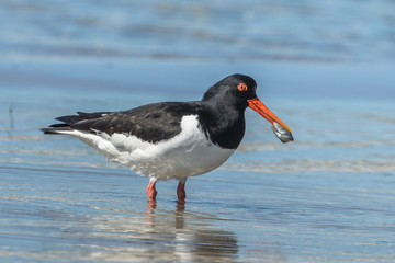 austernfischer mit muschel