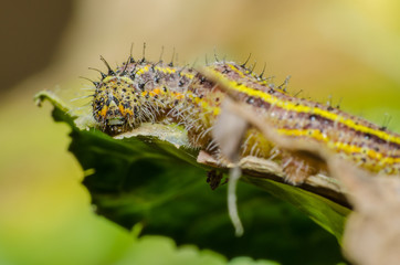  wonderful and mysterious macro world.