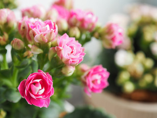 Pink Kalanchoe Flowers bunch with blur background
