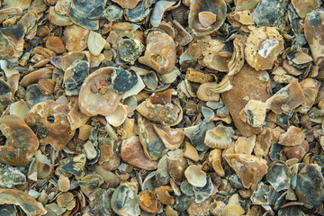 background with the image of a sea shell