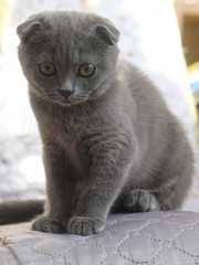 Portrait of a grey kitten