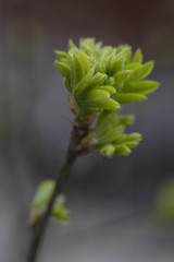 young leaf close up