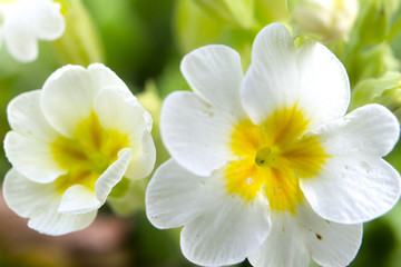 the image of a primrose