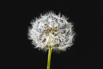 Diente de león en la naturaleza, añadiendo un fondo negro mediante una cartulina.