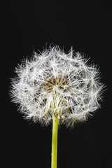 Diente de le&oacute;n en la naturaleza, a&ntilde;adiendo un fondo negro mediante una cartulina.