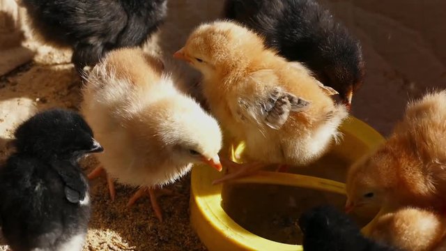 tiny chicken puppies are eating food,

