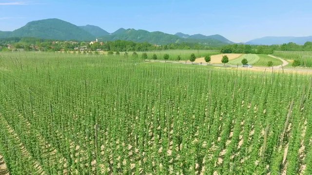 Observing a big green hop yard in the middle of Slovenia. Aerial shot.