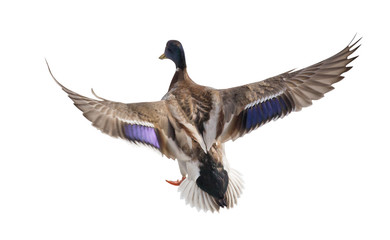 Obraz premium mallard duck drake with blue head in flight