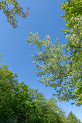 Blick in den Himmel im Wald