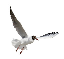 small cutout flying black-headed gull