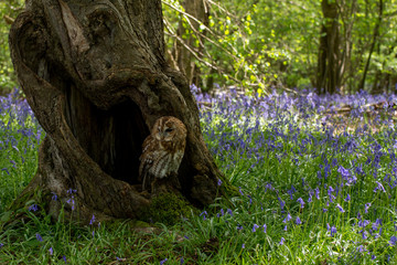 Tawny Owl