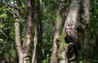 Long Eared Owl