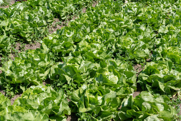Reihe Grüner Salat auf der Farm auf dem Acker bereit zur 
