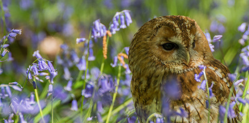 Tawny Owl in Bluebells