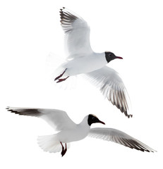Fototapeta premium small cutout two flying black-headed gulls