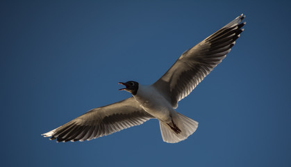 Gaviota cabeza negra