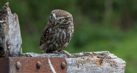 Little Owl