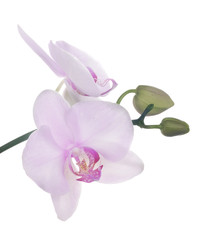 Fototapeta na wymiar two light pink orchid blooms on branch