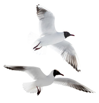 small cutout two flying black-headed gulls
