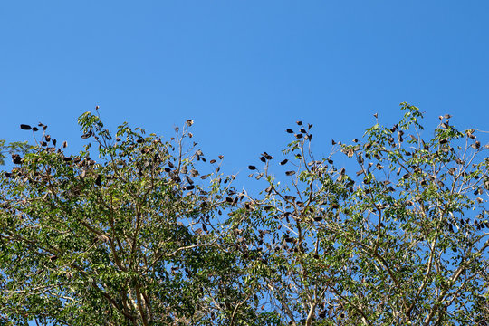 Afzelia xylocarpa (Kurz) Craib. There are lots of ripe fruit are on top of the tree. Copy space is blue sky.