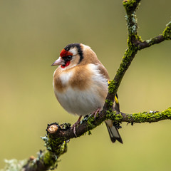 A brightly coloured European Goldfinch or carduelis carduelis perched on a branch