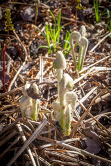 fiddlehead fern