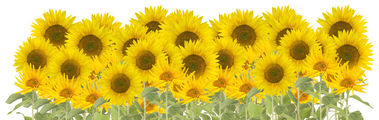 Fototapeta premium large group of sunflowers isolated on white