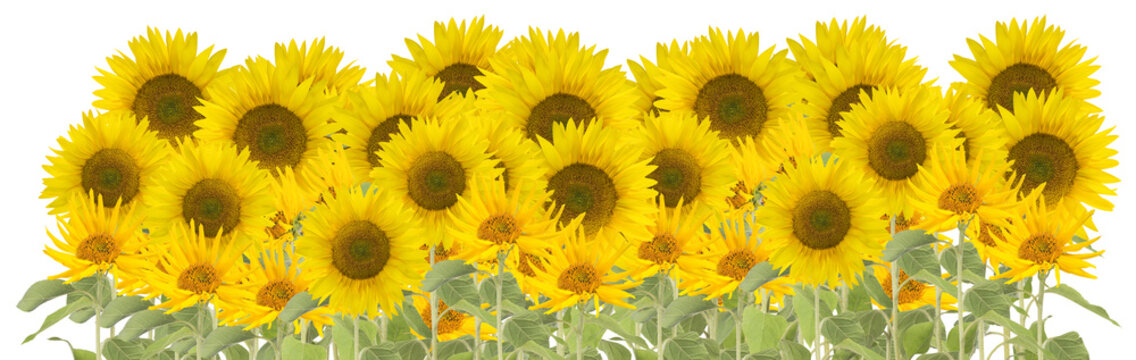 Fototapeta large group of sunflowers isolated on white