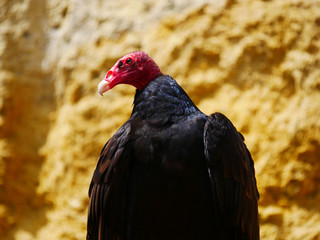 Urubu à tête rouge