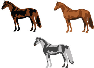 tre cavalli di diverso colore equino domestico