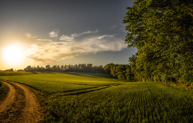 Feld Abendsonne