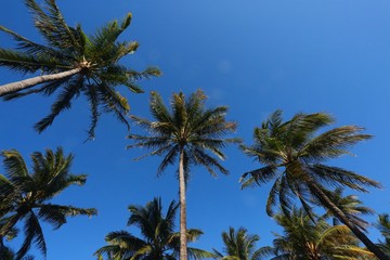 Palm Trees in a Hot Sunny Late Afternoon in June against a Clear Blue Sky at Miami Beach on Calle Ocho