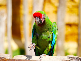 Perroquet © photoloulou91