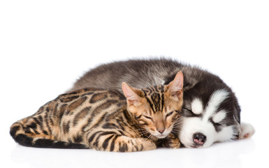 Fototapeta premium Siberian Husky puppy is sleeping with a bengal kitten. isolated on white background