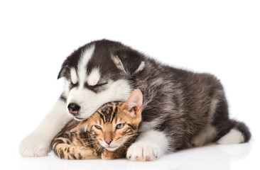 Sleeping siberian Husky puppy hugging bengal kitten. isolated on white background