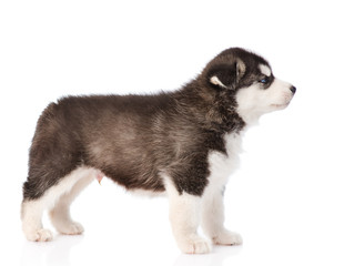 Siberian Husky puppy standing in profile. isolated on white background
