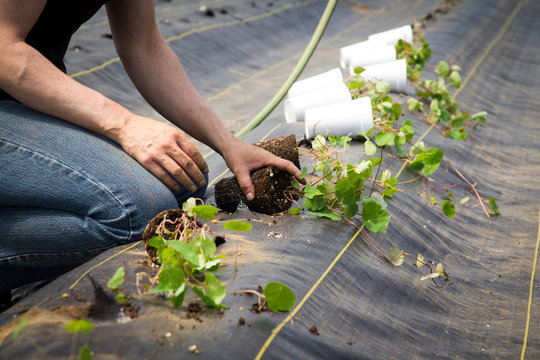 Farm worker preparing and transplanting organic new mashua plants