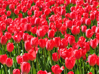 Dutch field of red tulips, landscape, beautiful bouquet of spring tulips flowers, sun day