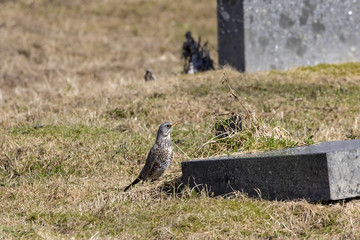 Turdus pilaris in Northern Norway