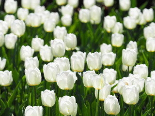 Field of white tulips, landscape, beautiful bouquet of spring tulips flowers, sun day