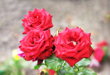Red roses in a summer garden.